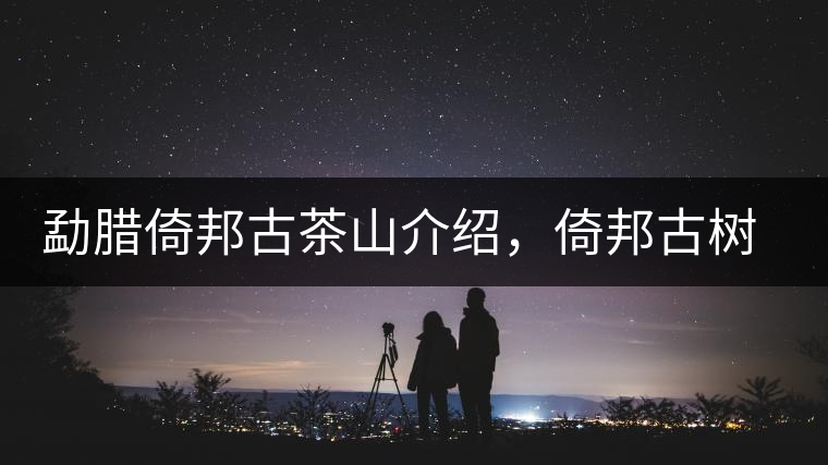 勐臘倚邦古茶山介紹，倚邦古樹茶口感特點(diǎn)