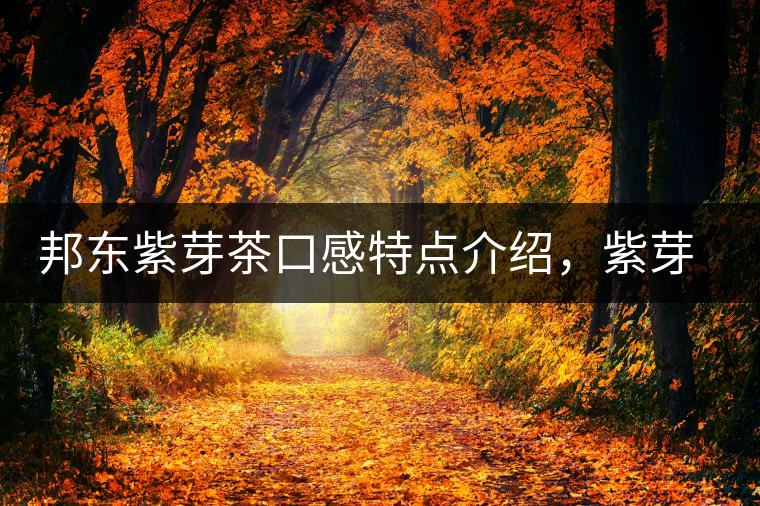 邦東紫芽茶口感特點(diǎn)介紹，紫芽與紫鵑區(qū)別