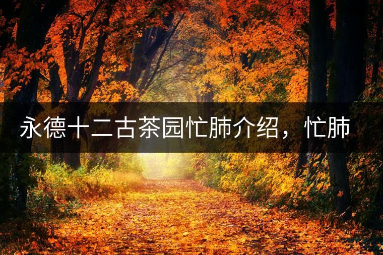 永德十二古茶園忙肺介紹，忙肺茶特點