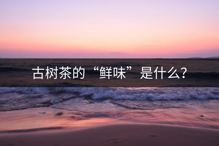 古樹(shù)茶的“鮮味”是什么？