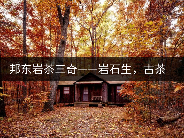 邦東巖茶三奇——巖石生，古茶韻，原野香