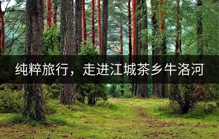 純粹旅行，走進(jìn)江城茶鄉(xiāng)牛洛河