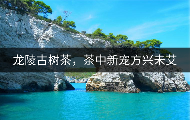 龍陵古樹茶，茶中新寵方興未艾