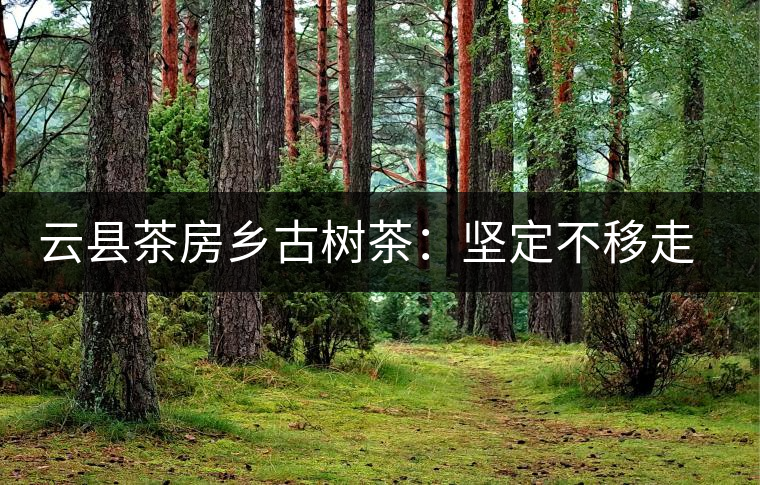 云縣茶房鄉(xiāng)古樹茶:堅定不移走茶路 云縣茶房鄉(xiāng)古樹茶:堅定不移走茶路