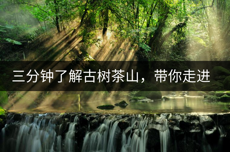 三分鐘了解古樹茶山，帶你走進(jìn)易武大漆樹古樹茶