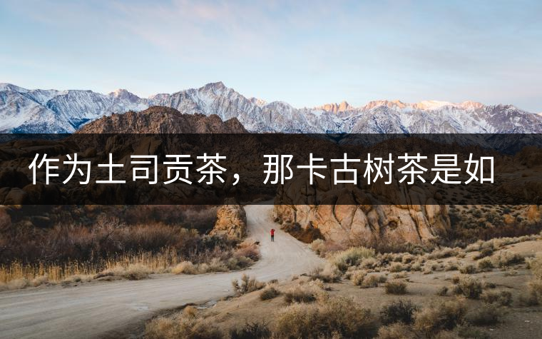 作為土司貢茶，那卡古樹茶是如何在眾多茶中脫穎而出的