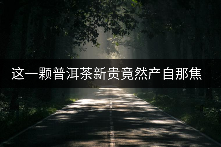 這一顆普洱茶新貴竟然產自那焦的古茶樹