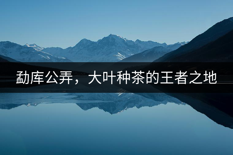 勐庫公弄，大葉種茶的王者之地