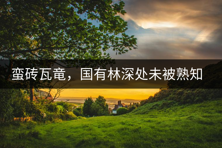 蠻磚瓦竜，國有林深處未被熟知的山頭