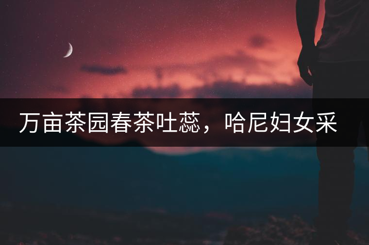 萬(wàn)畝茶園春茶吐蕊，哈尼婦女采茶忙