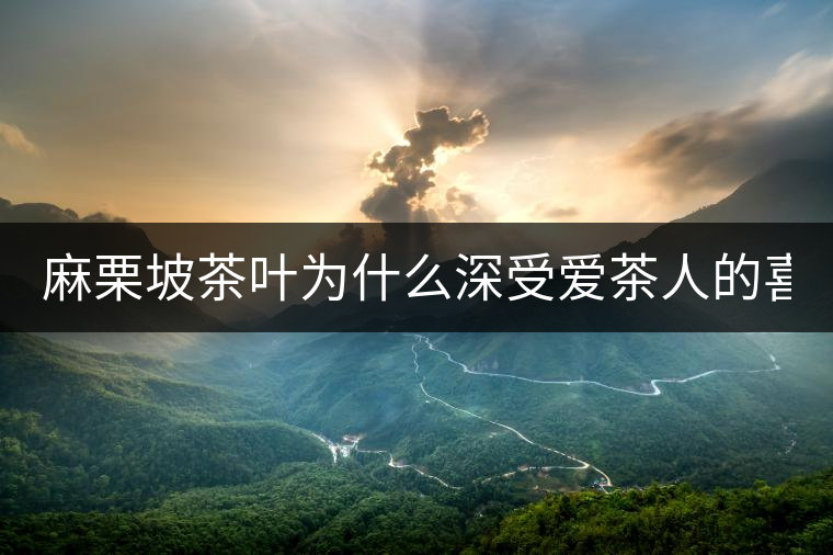 麻栗坡茶葉為什么深受愛茶人的喜愛？