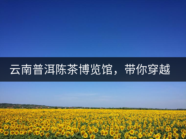 云南普洱陳茶博覽館，帶你穿越時(shí)光，品普洱老茶