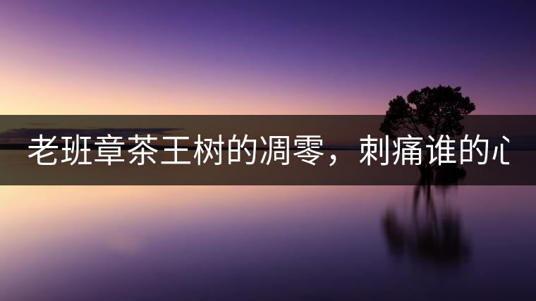 老班章茶王樹的凋零，刺痛誰的心？