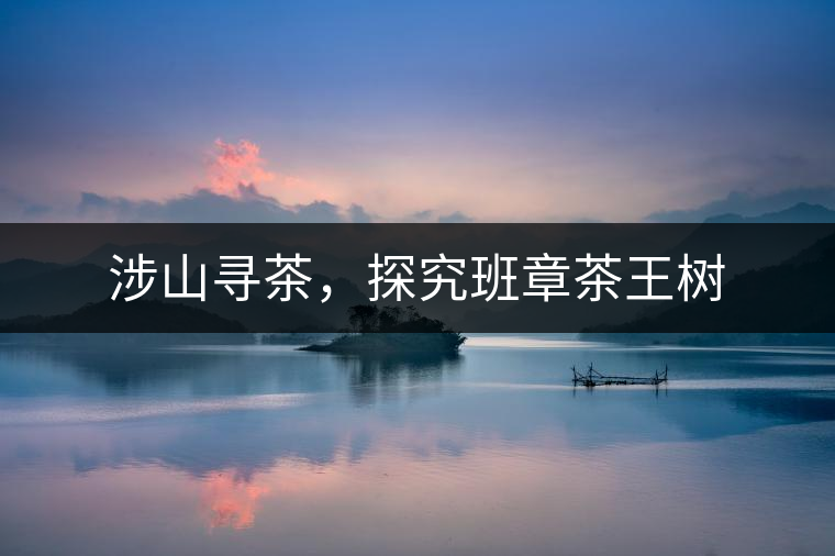 涉山尋茶，探究班章茶王樹