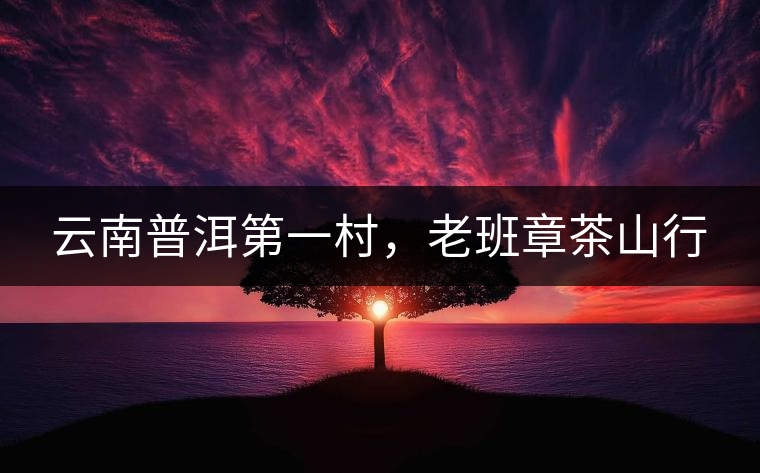 云南普洱第一村，老班章茶山行