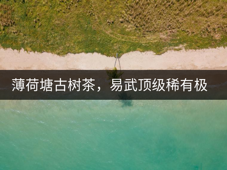 薄荷塘古樹茶，易武頂級稀有極品