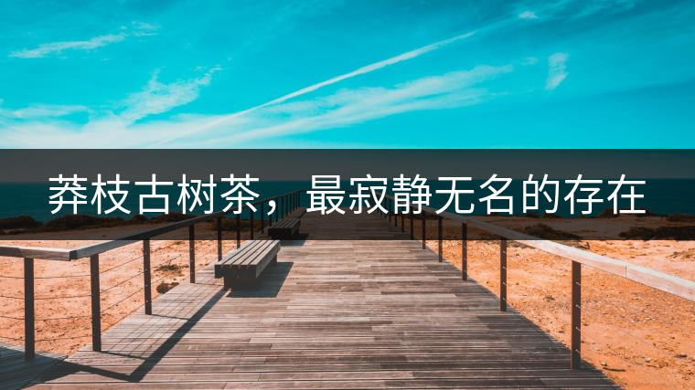 莽枝古樹茶，最寂靜無名的存在