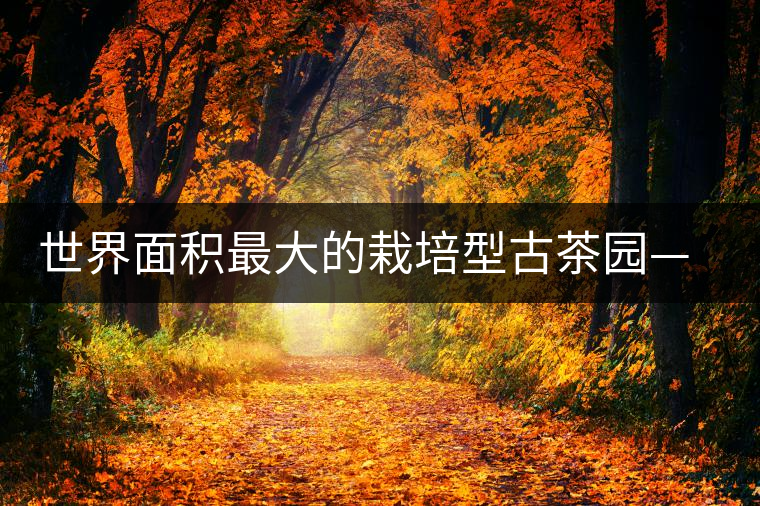 世界面積最大的栽培型古茶園——賀開古茶園