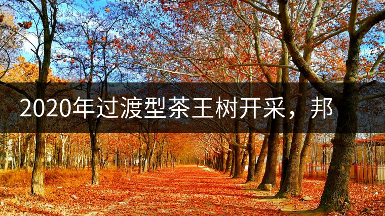2020年過(guò)渡型茶王樹開采，邦崴古樹茶特點(diǎn)