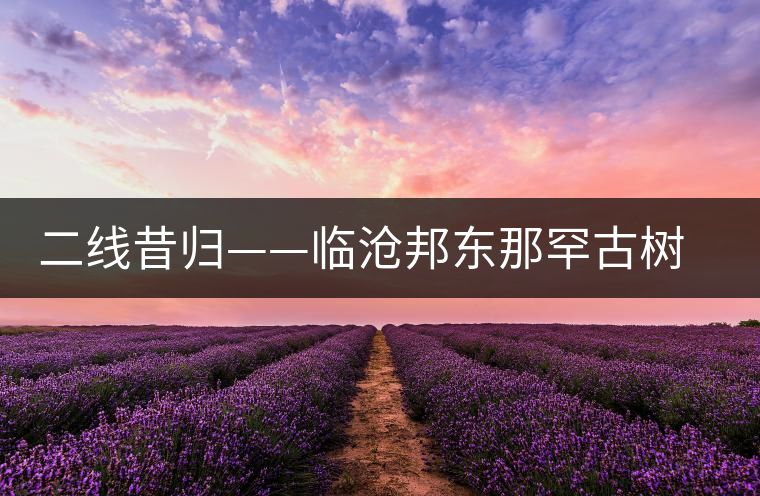 二線昔歸——臨滄邦東那罕古樹茶