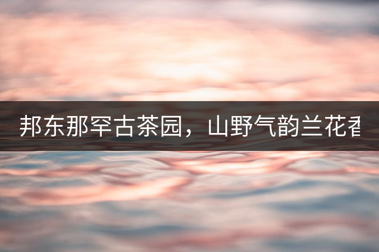邦東那罕古茶園，山野氣韻蘭花香！