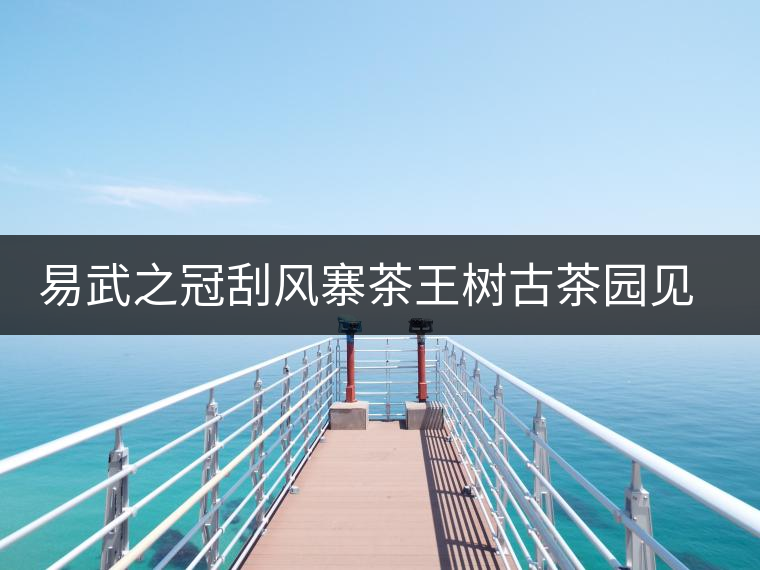 易武之冠刮風(fēng)寨茶王樹古茶園見(jiàn)聞 易武之冠刮風(fēng)寨茶王樹古茶園見(jiàn)聞