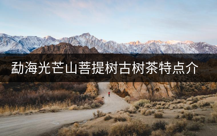 勐海光芒山菩提樹古樹茶特點介紹
