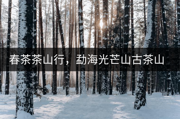 春茶茶山行，勐海光芒山古茶山你去過嗎？