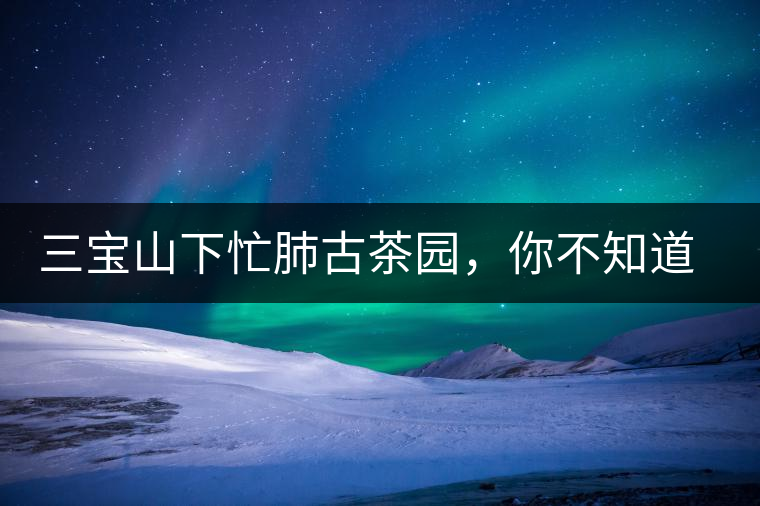 三寶山下忙肺古茶園，你不知道的古樹(shù)茶傳說(shuō)