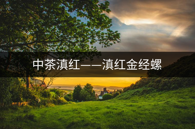 中茶滇紅——滇紅金經(jīng)螺