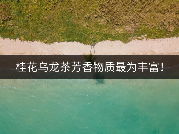 桂花烏龍茶芳香物質(zhì)最為豐富！