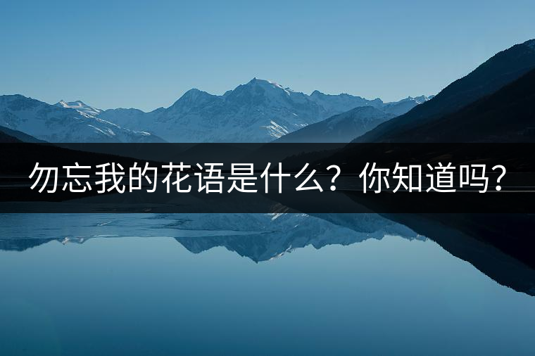 勿忘我的花語是什么？你知道嗎？