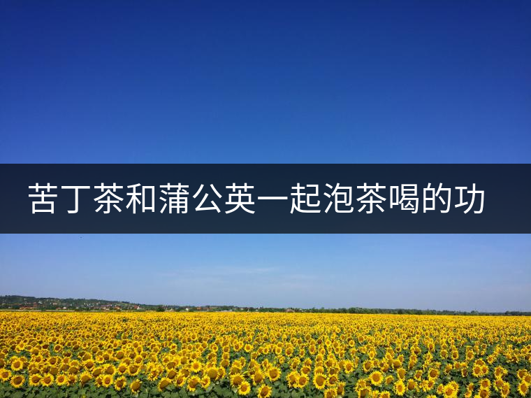 苦丁茶和蒲公英一起泡茶喝的功效