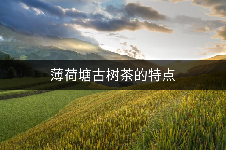薄荷塘古樹(shù)茶的特點(diǎn) 薄荷塘古樹(shù)茶的特點(diǎn)