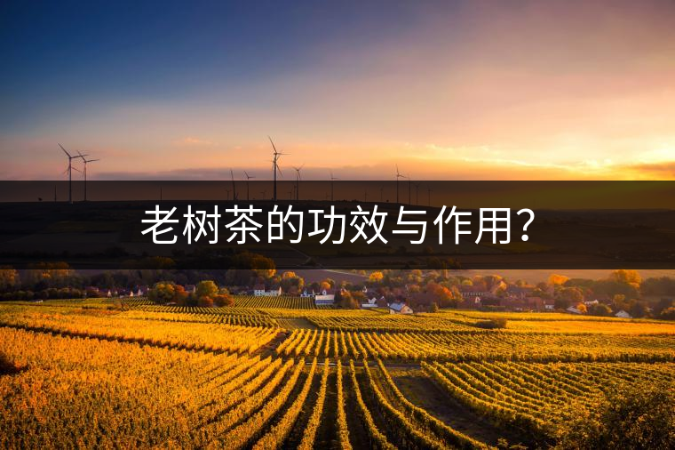 老樹茶的功效與作用？