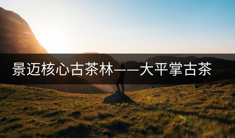 景邁核心古茶林——大平掌古茶園 景邁核心古茶林——大平掌古茶園