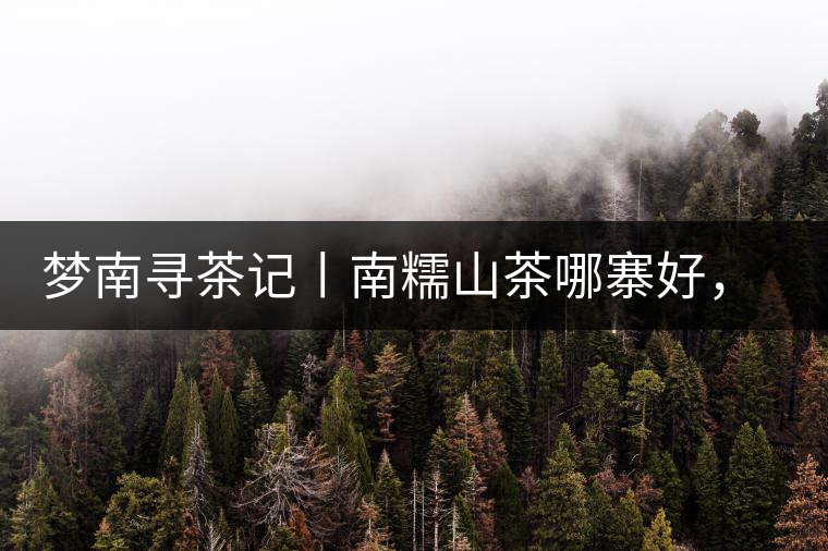 夢(mèng)南尋茶記丨南糯山茶哪寨好，半坡老寨數(shù)第一