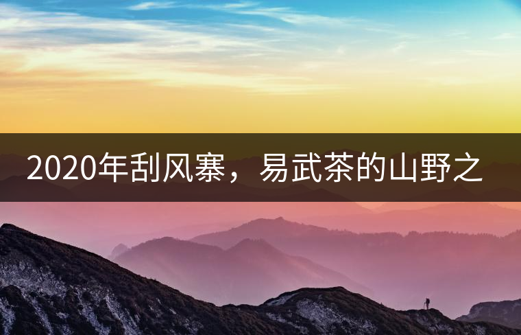 2020年刮風寨，易武茶的山野之王-易武中聘號