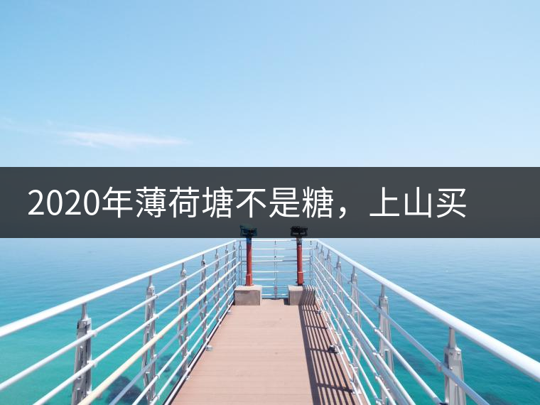 2020年薄荷塘不是糖，上山買茶除了帶鈔票還得搖號(hào)-易武中聘號(hào)