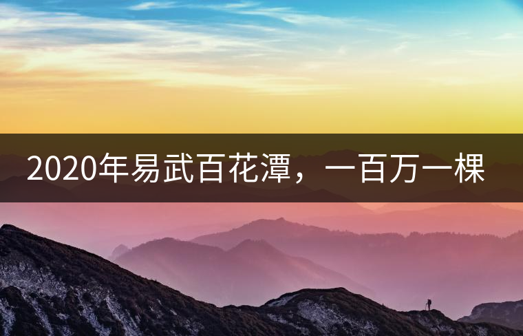 2020年易武百花潭，一百萬一棵樹-易武中聘號