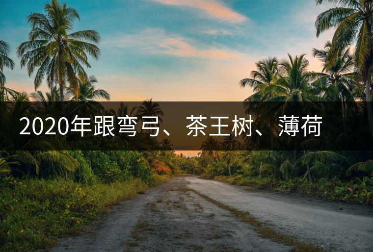 2020年跟彎弓、茶王樹(shù)、薄荷塘屬于同一山脈的神秘山頭-易武中聘號(hào)
