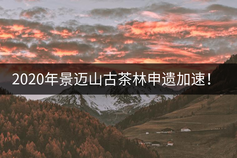 2020年景邁山古茶林申遺加速！古樹茶每年禁采3個(gè)月-易武中聘號