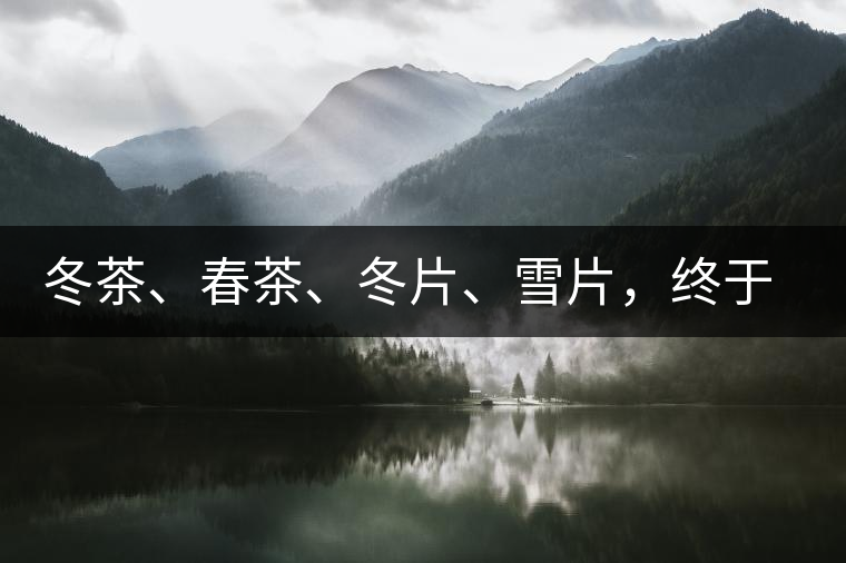 冬茶、春茶、冬片、雪片，終于分清楚了