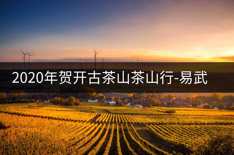 2020年賀開古茶山茶山行-易武中聘號(hào)