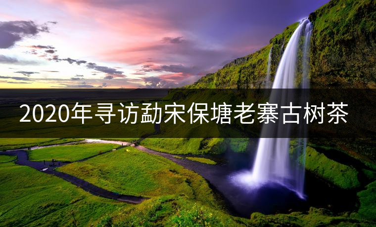 2020年尋訪勐宋保塘老寨古樹(shù)茶-易武中聘號(hào)
