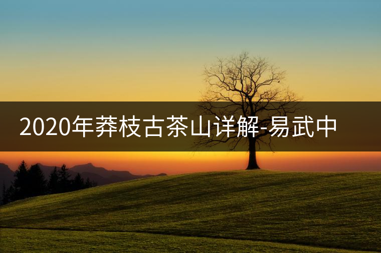 2020年莽枝古茶山詳解-易武中聘號 2020年莽枝古茶山詳解-易武中聘號
