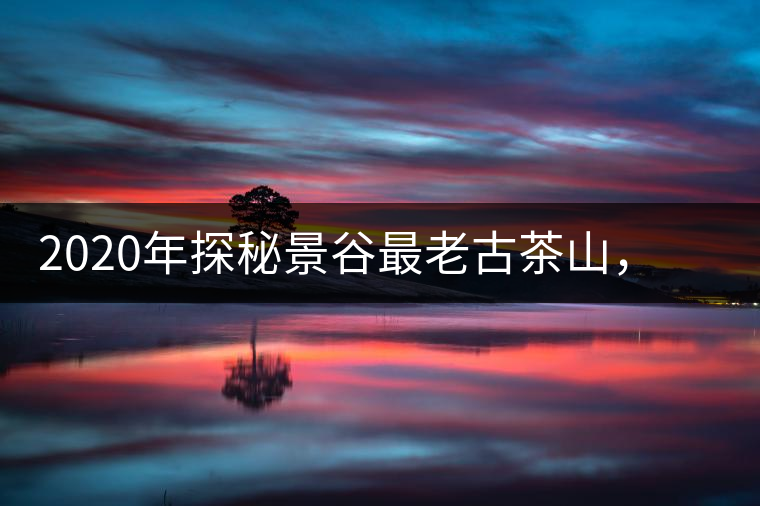 2020年探秘景谷最老古茶山，一個(gè)家族的興茶往事-易武中聘號(hào)