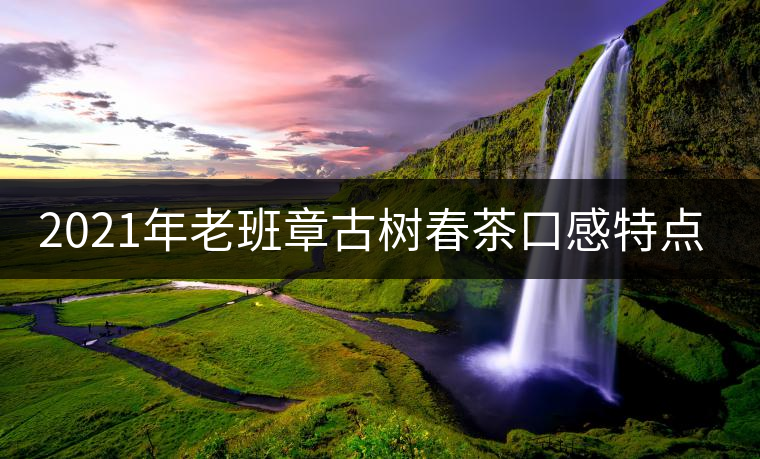 2021年老班章古樹春茶口感特點(diǎn)？