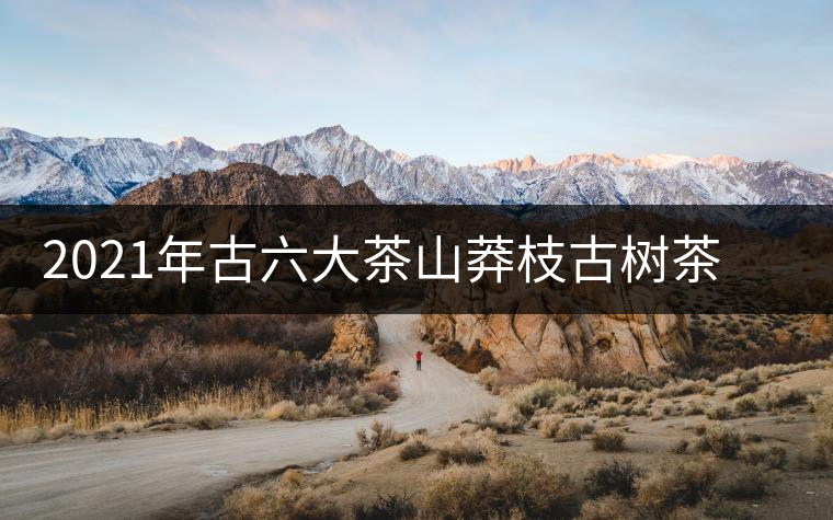 2021年古六大茶山莽枝古樹(shù)茶春茶口感特點(diǎn)