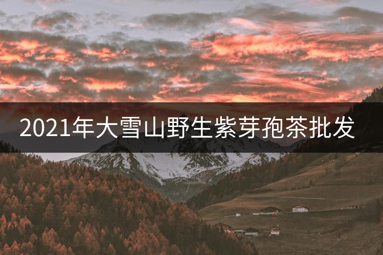 2021年大雪山野生紫芽孢茶批發(fā)價格多少錢一公斤？